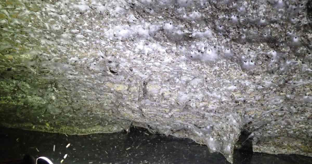 Aracnofobici, non fa per voi: scoperta la più grande ragnatela del mondo con più di 110.000 ragni