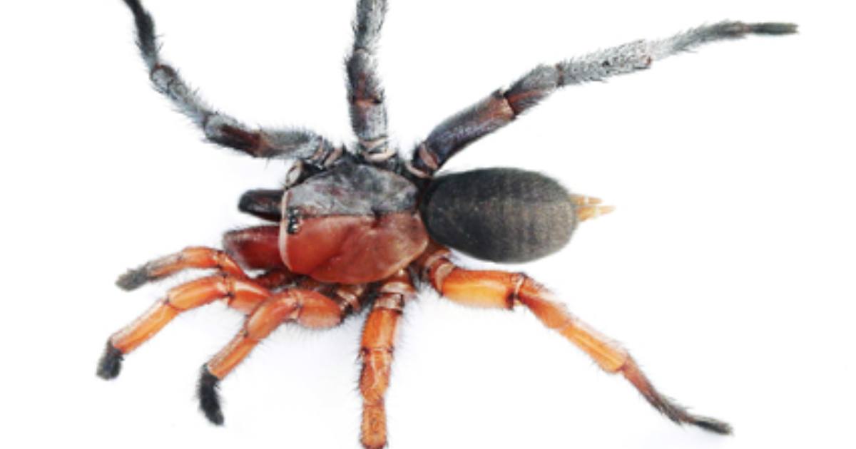 Scoperto un ragno metà maschio e metà femmina: ribattezzato come un personaggio di “One Piece”
