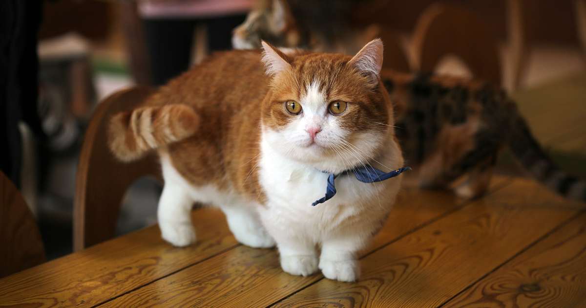 Le 8 razze di gatti più rare (e strane) del mondo