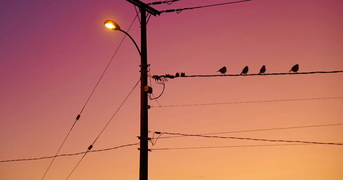 Come fanno gli uccelli a non prendere la scossa sui cavi elettrici?