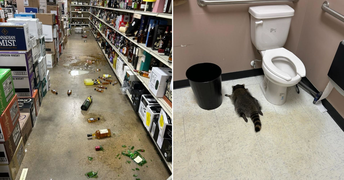 Procione si ubriaca in un negozio di liquori: trovato svenuto in bagno