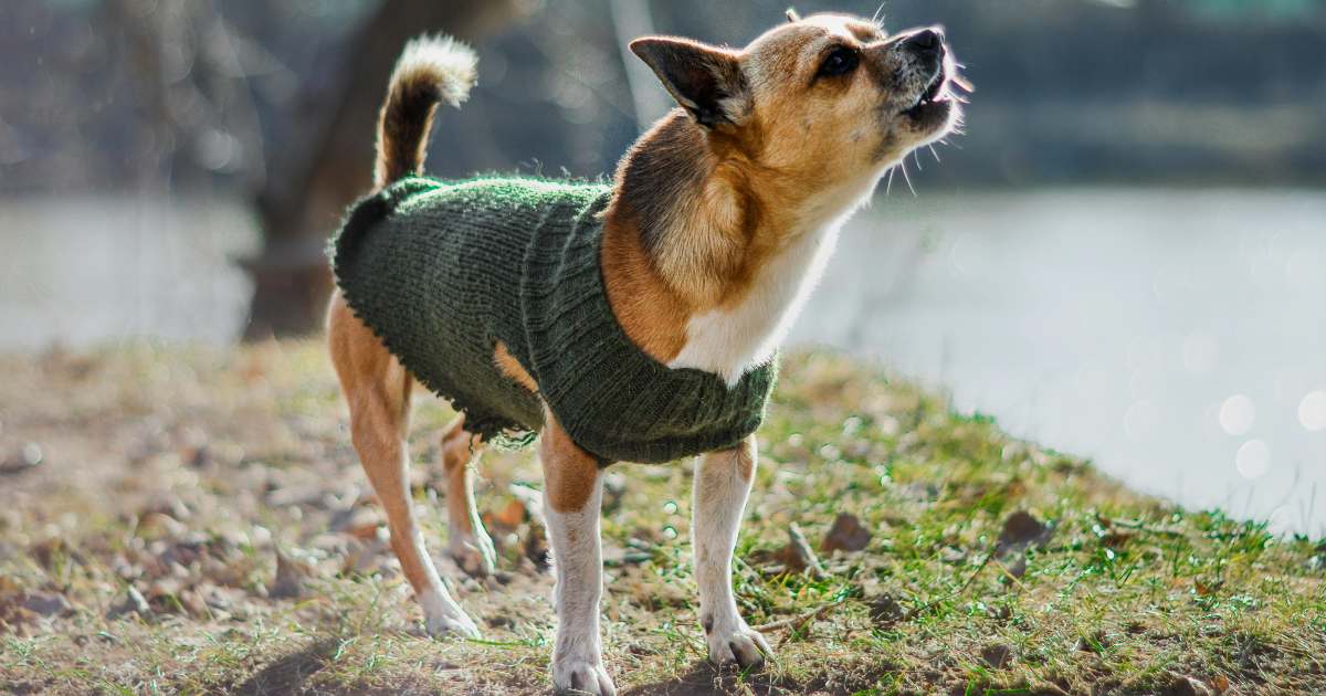 Perché i cani piccoli abbaiano a quelli grandi?