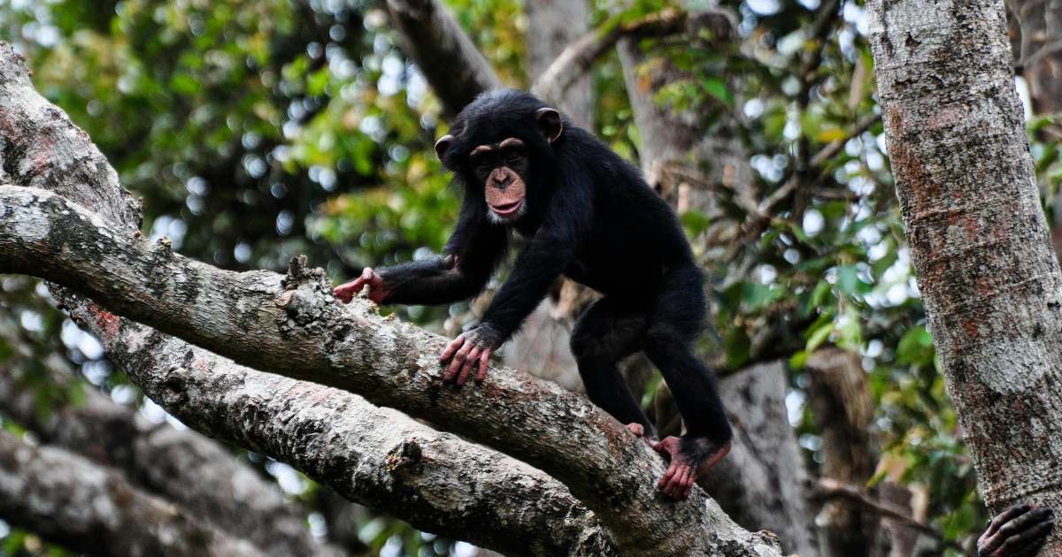 Anche gli scimpanzé adolescenti (e non solo gli umani) sono spericolatissimi