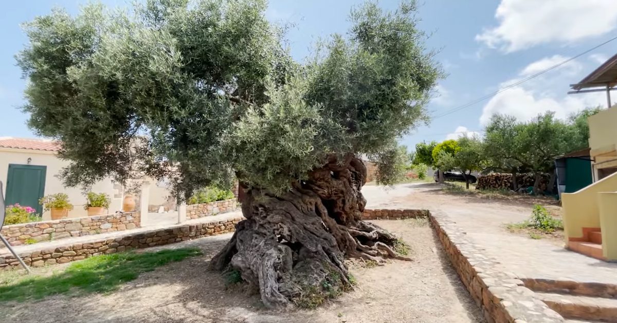 L’ulivo vivente più antico del mondo esiste da circa 3.000 anni (e continua a fare olive) [+VIDEO]