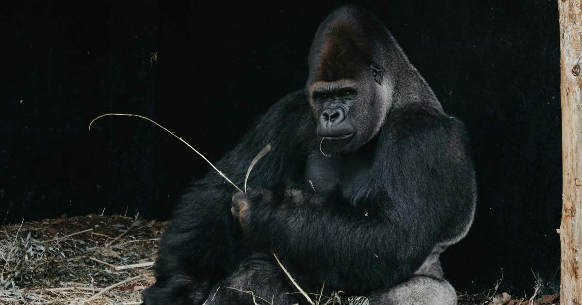 Anche gli animali hanno immaginazione: il tè invisibile che mette in discussione l’unicità umana