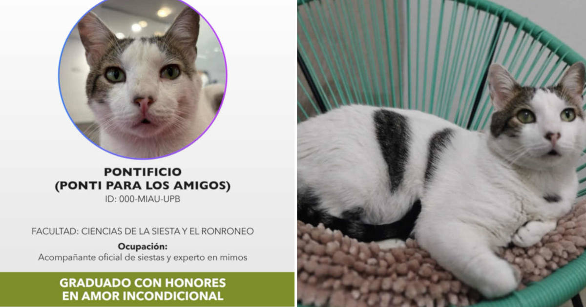 Pontificio, il gatto dell’università di Medellín laureato con lode