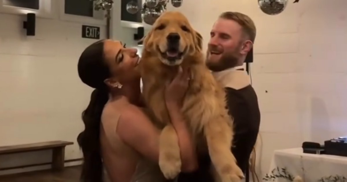 Golden retriever testimone di nozze: il ballo con gli sposi conquista il web [+VIDEO]