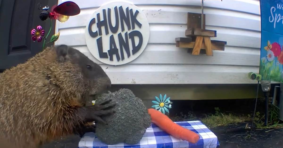 La marmotta che ruba l’orto diventa star sui social: Chunk conquista YouTube a colpi di broccoli