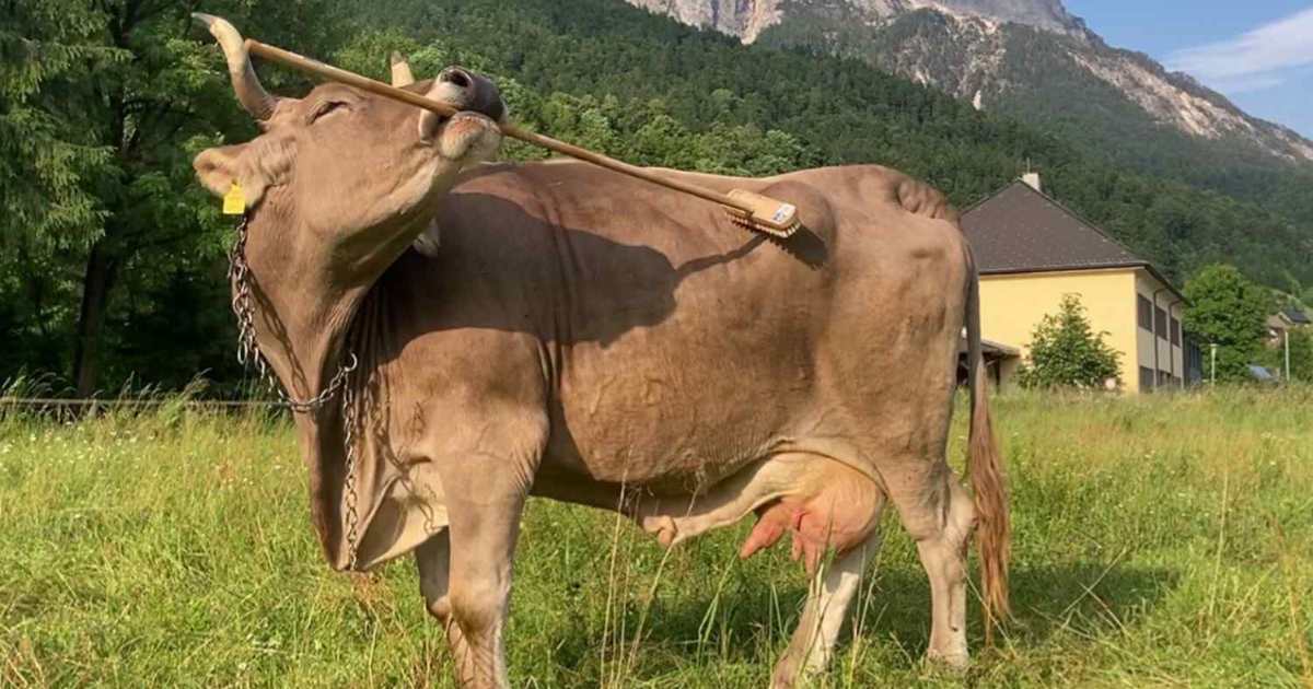 Altro che stupide: questa mucca ha imparato a usare uno spazzolone per lavarsi