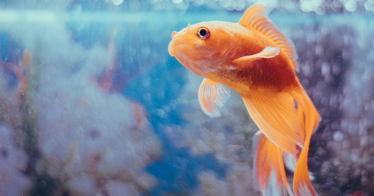 Il pesce rosso senza testa che ha nuotato per due settimane: un vero miracolato