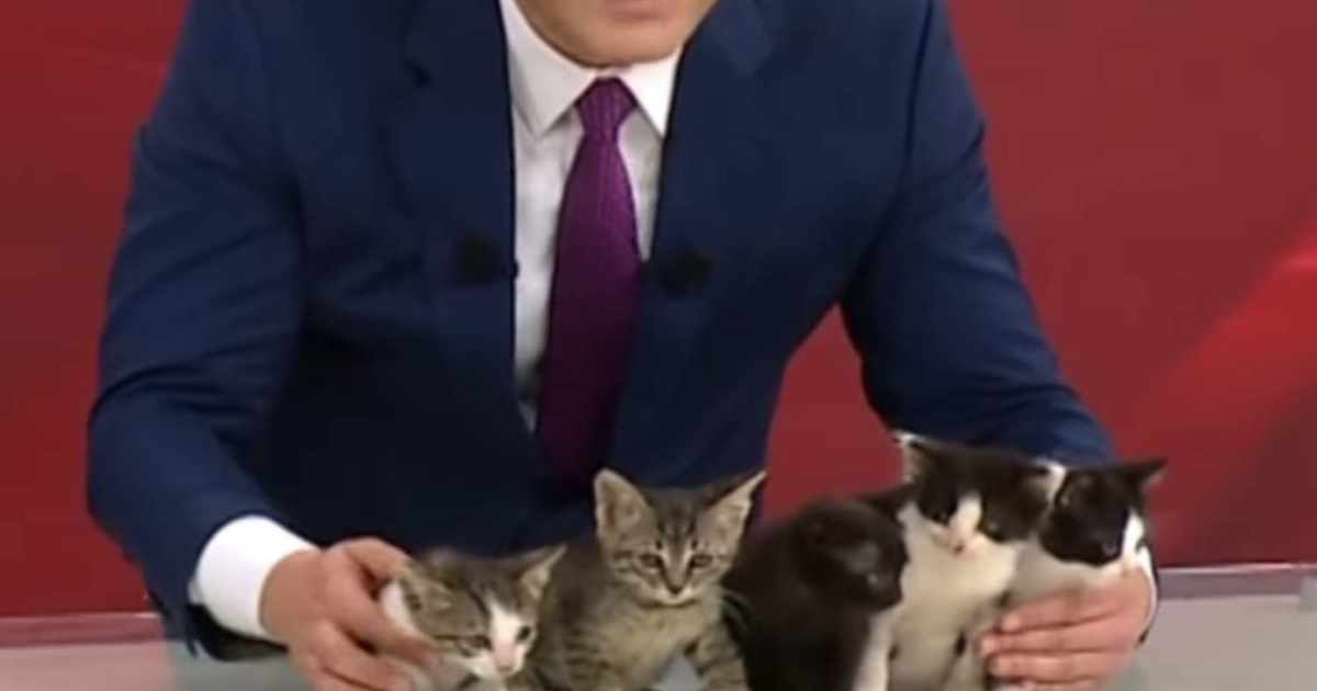 Quando il telegiornale diventa un cat show: cinque gattini conquistano lo studio e il web [+VIDEO]