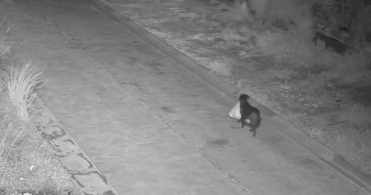 Addestra in cane a scaricare illegalmente sacchi della spazzatura sul ciglio della strada [+VIDEO]