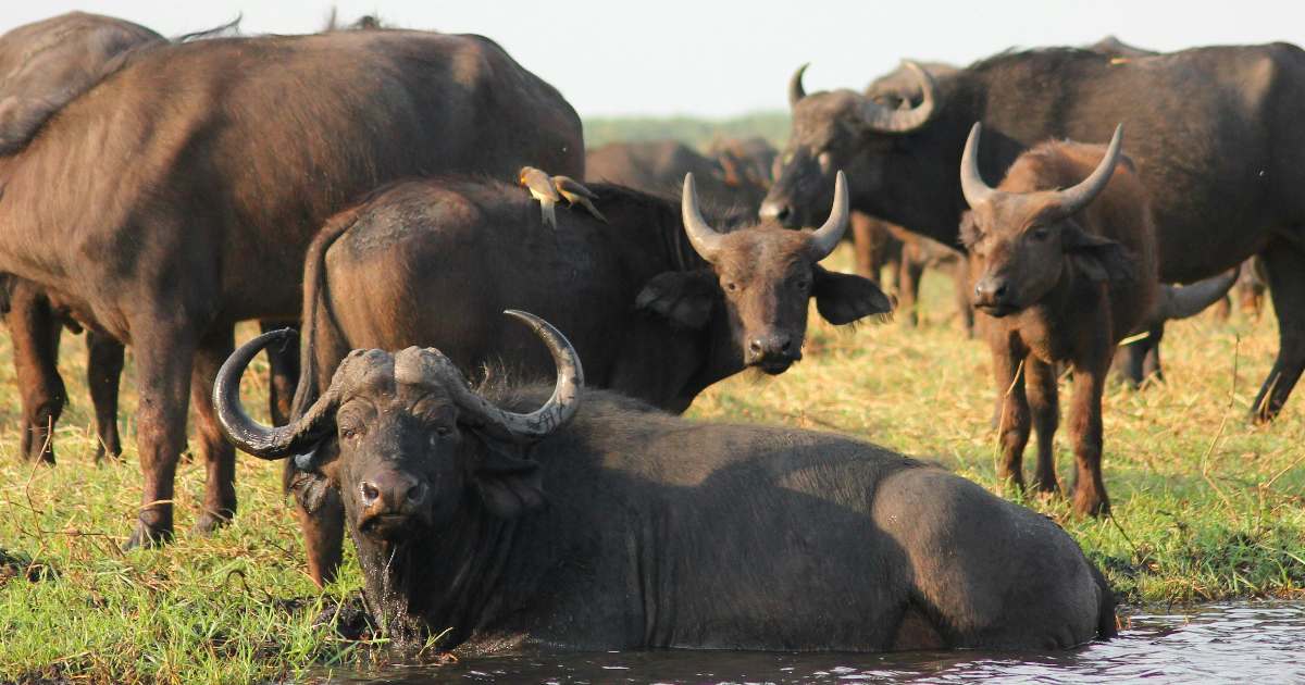 250 bufale stanno ascoltando le canzoni di Sanremo: l’esperimento per aumentare la produzione di latte