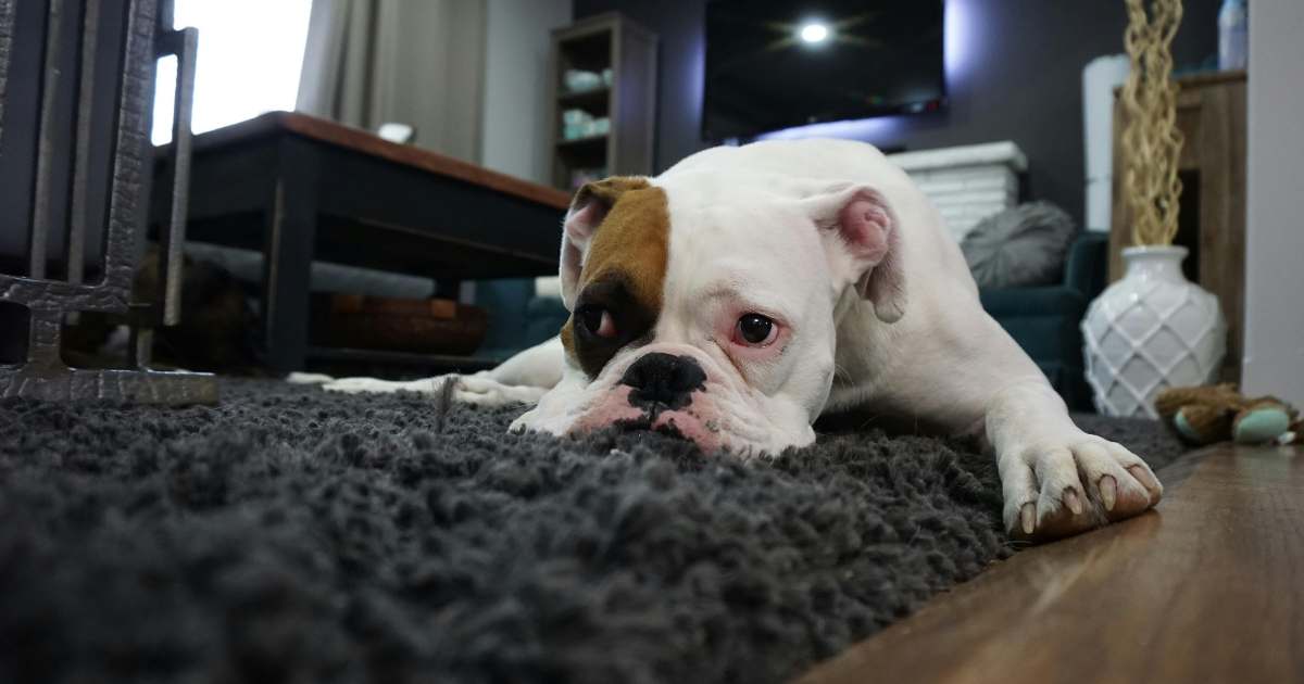 Il cane cambia la qualità dell’aria di casa: non solo compagnia ma anche CO2 e microbi