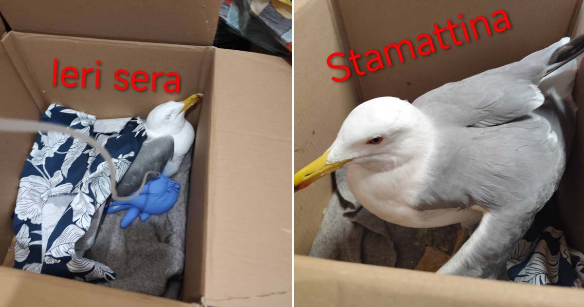 Salvato un gabbiano ubriaco: aveva mangiato pane inzuppato nel vino