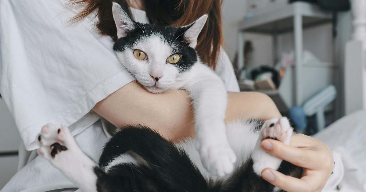 IL gatto non vuole stare in braccio? La scienza spiega perché forzarlo rovina il rapporto