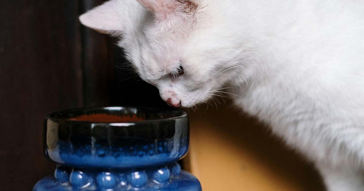 I gatti sono davvero “liquidi”? La scienza spiega perché riescono a infilarsi ovunque