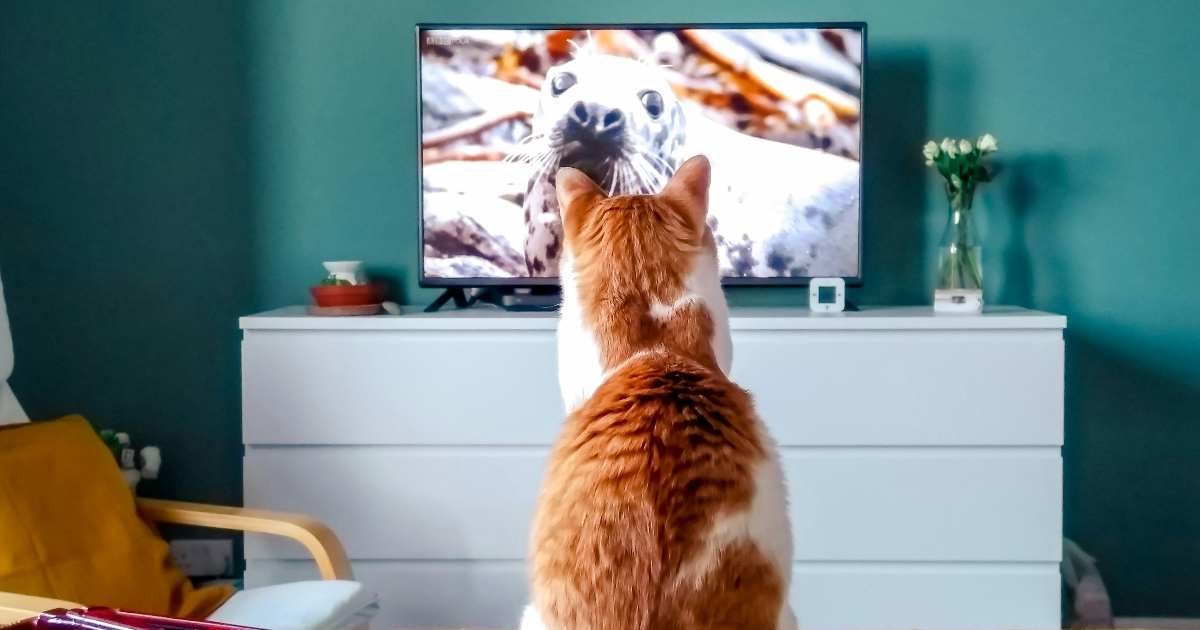 Sì, anche i gatti guardano la TV: ma cosa vedono davvero?