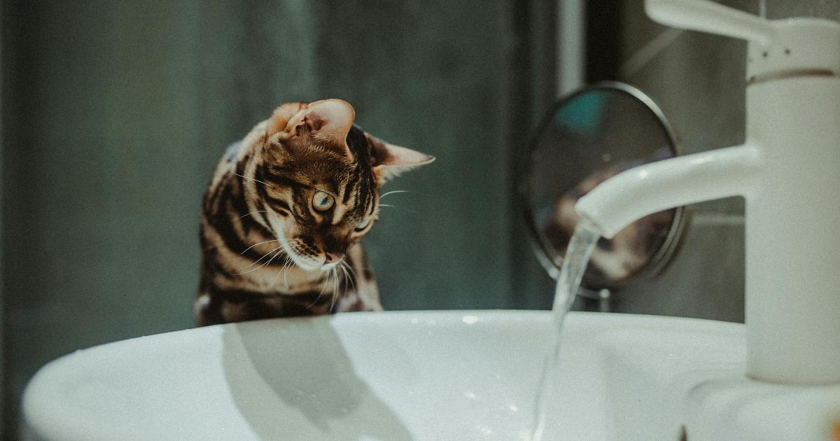 Gatto annoiato apre il rubinetto dell’acqua e allaga un appartamento e un magazzino