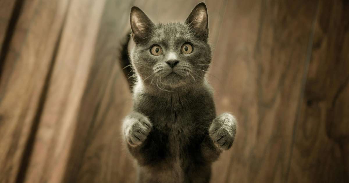 Il tuo gatto ti sveglia ogni notte? Come tornare a dormire (nonostante lui)