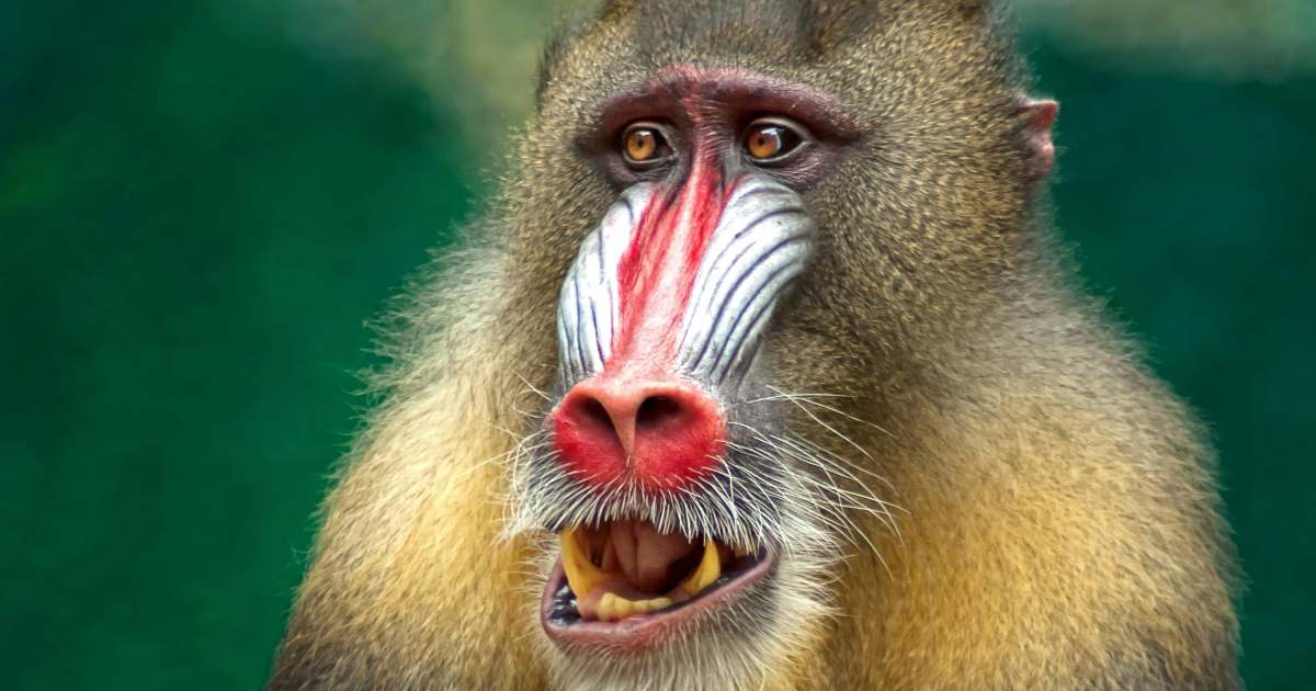 Perché i mammiferi non hanno colori neon o sgargianti?