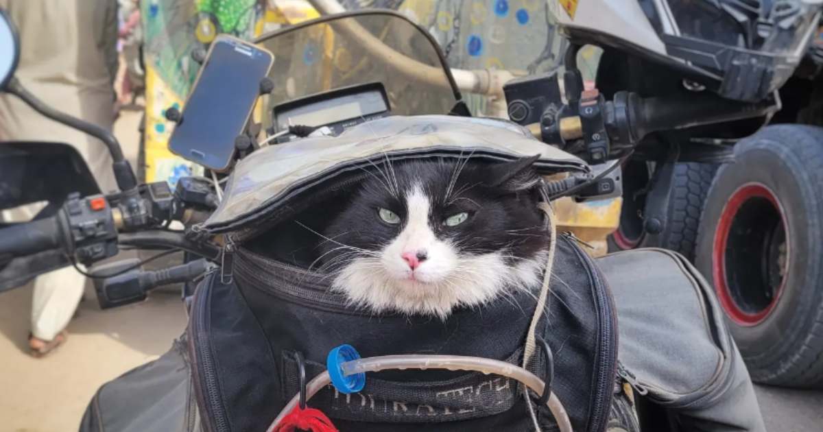 Mogli, la gatta trovata per strada che ha fatto il giro del mondo in moto