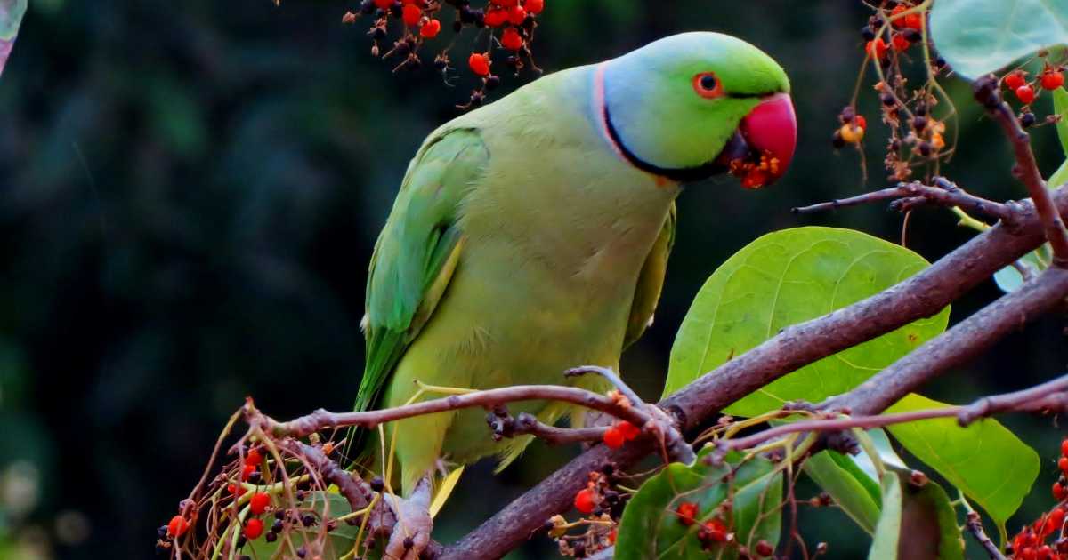 I pappagalli più socievoli hanno un vocabolario migliore e più ricco