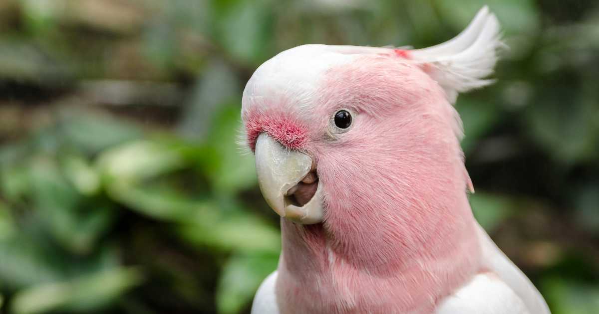 Il pappagallo Gigi ritrovato ad Avignone grazie alla sua canzone preferita