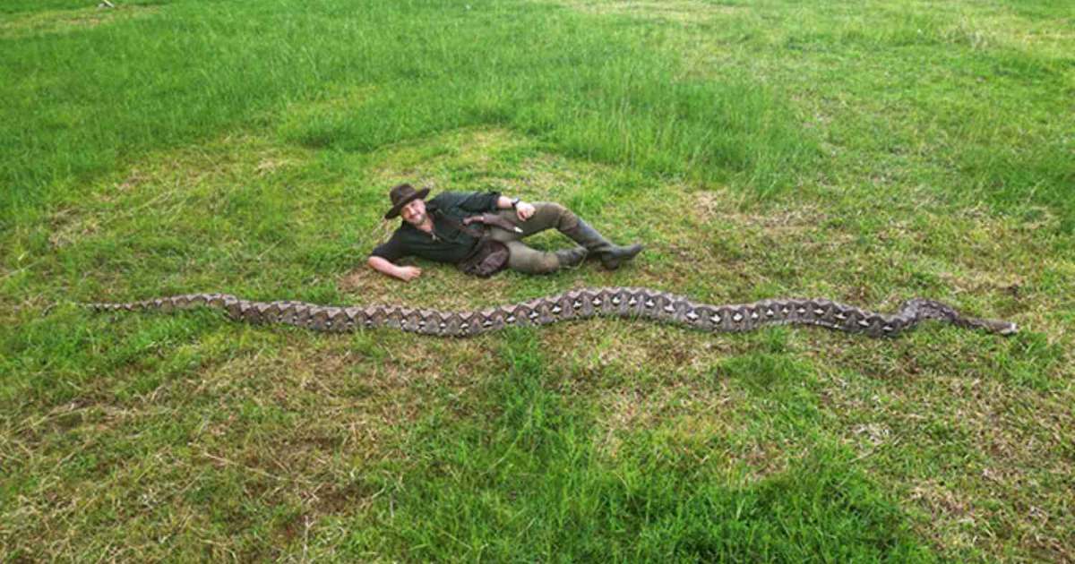 Il serpente più lungo mai misurato in natura: in Indonesia scoperto un pitone da oltre 7 metri