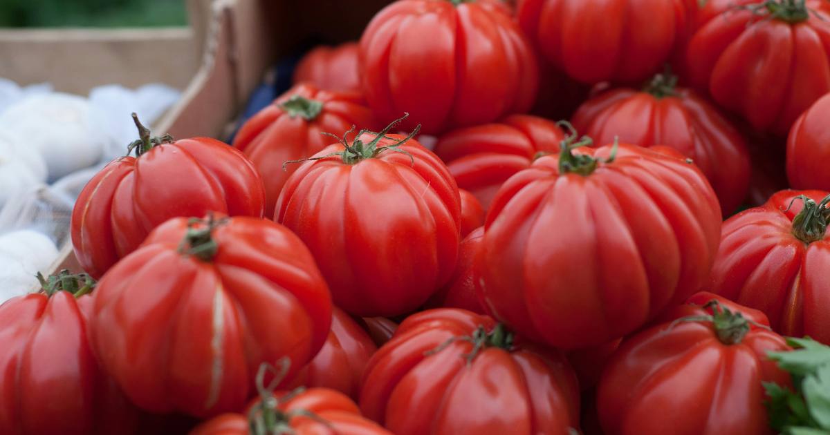 Gli scienziati creano pomodori geneticamente modificati che profumano di popcorn al burro