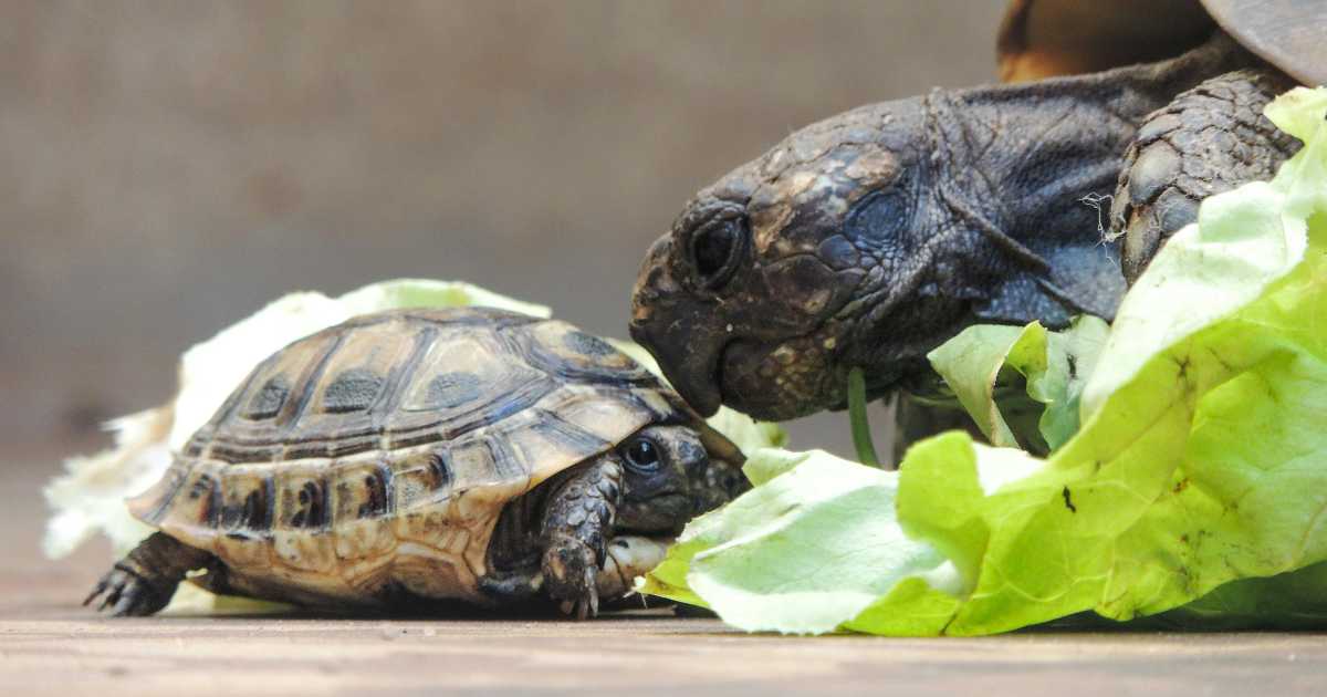Queste tartarughe femmina si lanciano dalle scogliere per sfuggire alle avances dei maschi