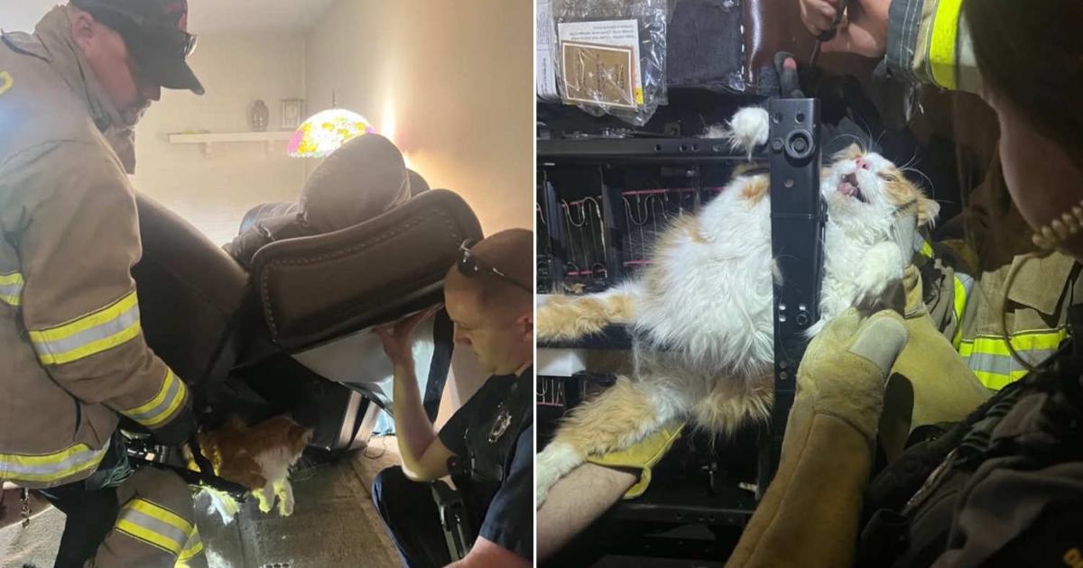 Cosa non si fa per non andare dal veterinario! Gatto resta intrappolato in una poltrona per nascondersi [+FOTO]