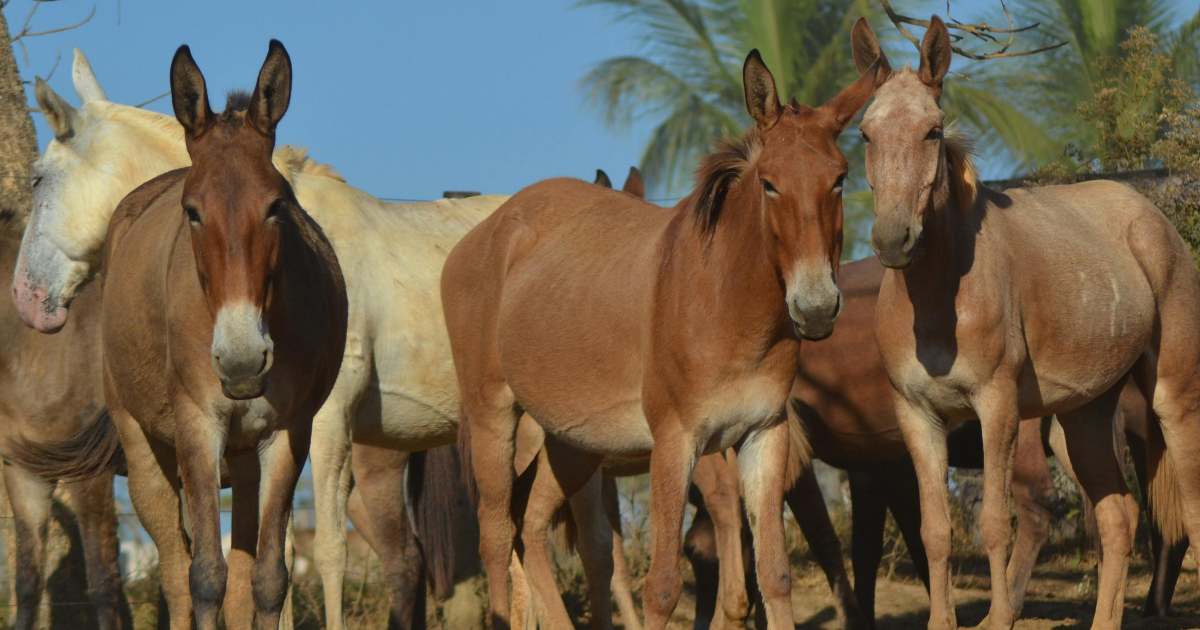 Sapevi che i muli non possono riprodursi? Perché questi animali sfidano la genetica (e la matematica)