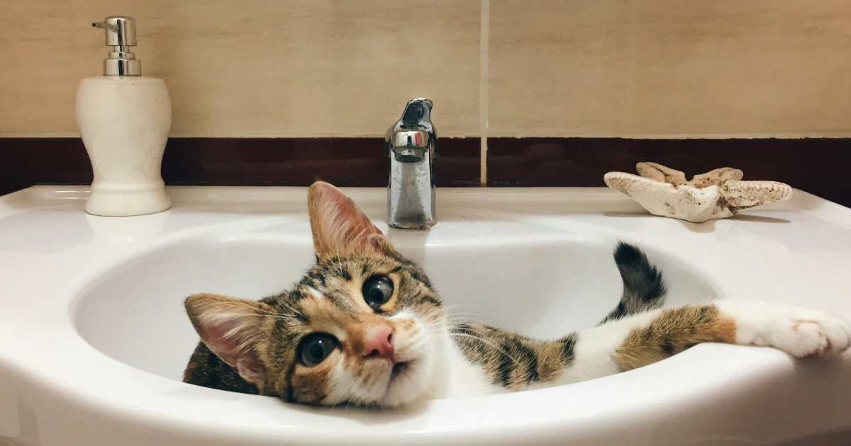 Perché il gatto ti segue ovunque, anche in bagno: cosa significa davvero questo comportamento (e perché non dovresti sottovalutarlo)