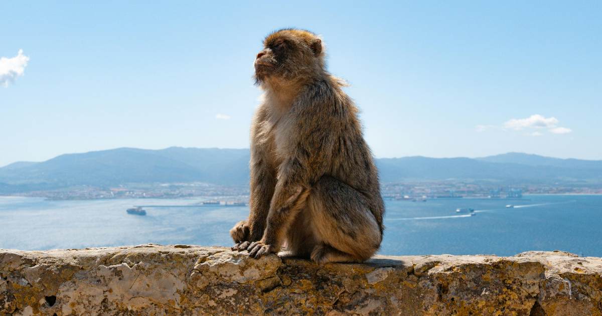 A Gibilterra i macachi hanno iniziato a mangiare la terra (per “digerire” il cibo dato dai turisti)