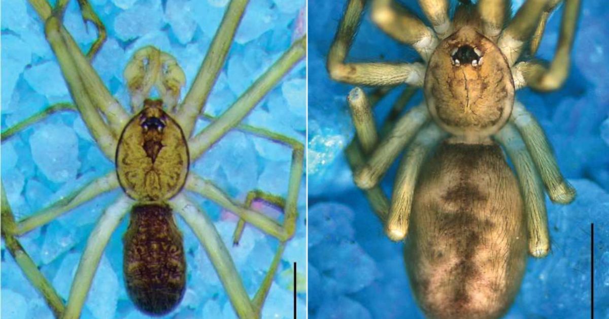 Scoperta una specie di ragno che vive nei muri: ribattezzata “The Wall” in omaggio ai Pink Floyd