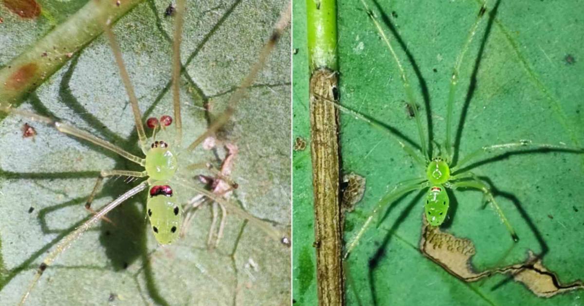 Scoperto un ragno che “sorride” sull’Himalaya: la natura ci prende in giro a 2.000 metri di quota