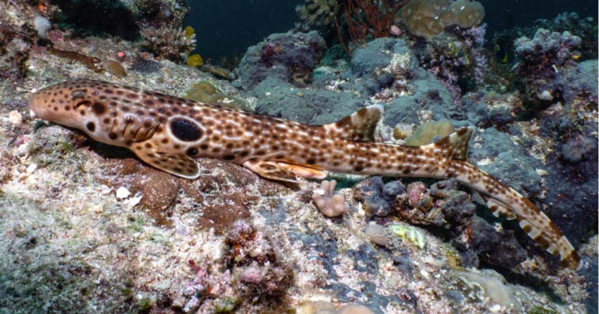 Lo squalo che preferisce passeggiare: in Papua Nuova Guinea spunta il pesce pigro che cammina sulle pinne