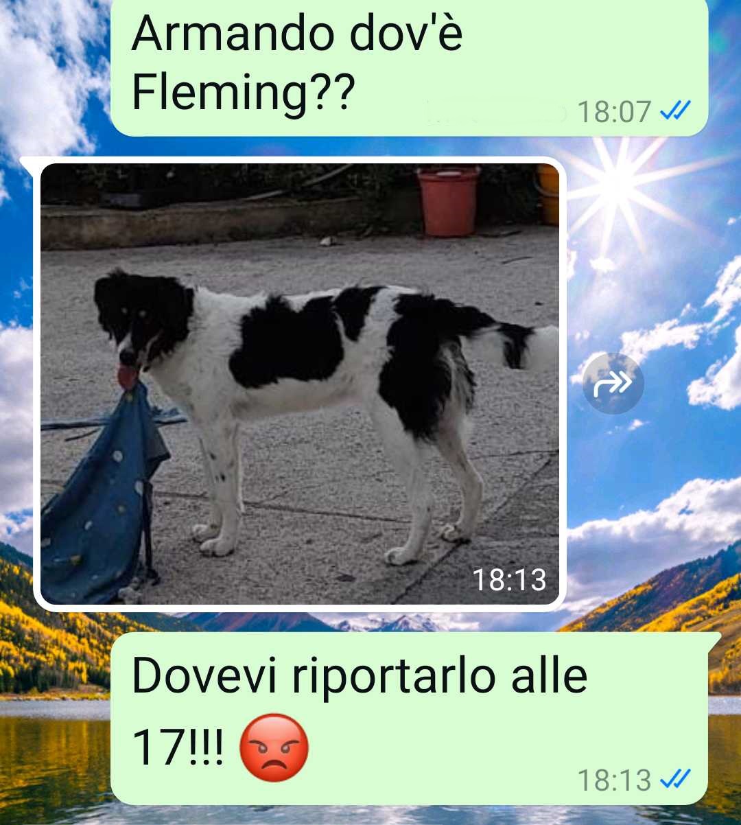 Il cane condiviso