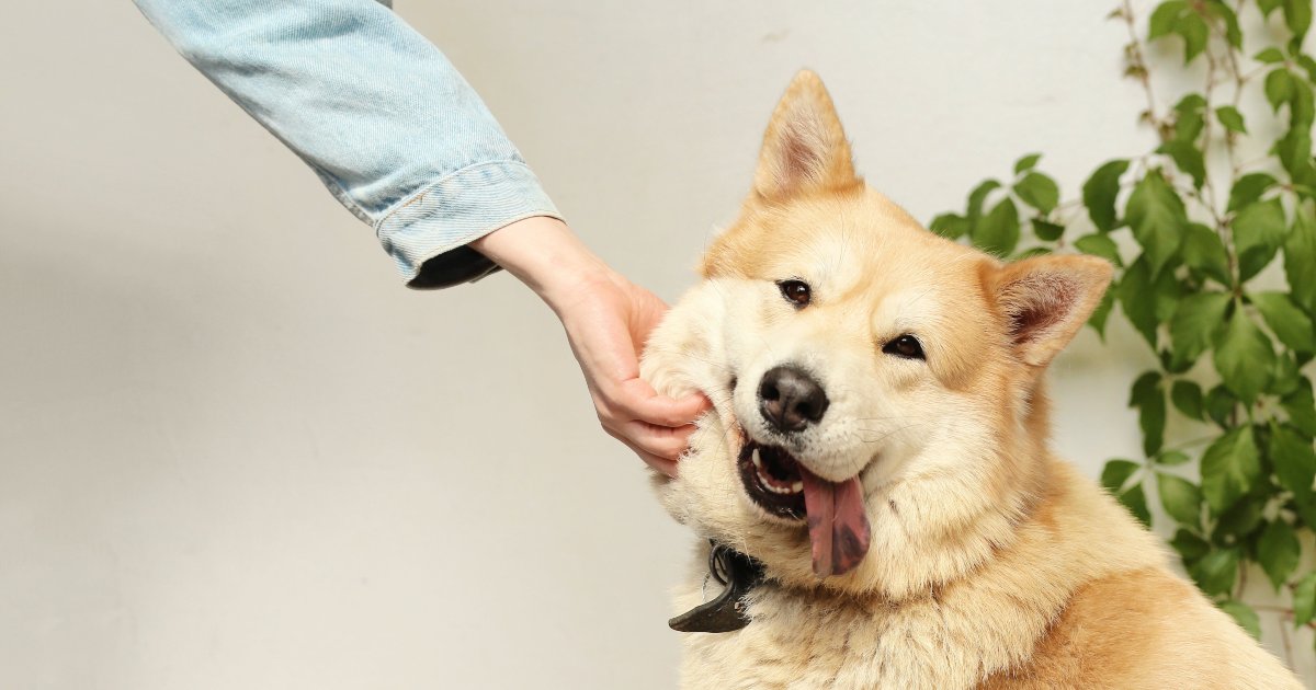 Accarezzare cani e gatti non è un antistress automatico: la scienza smonta il mito