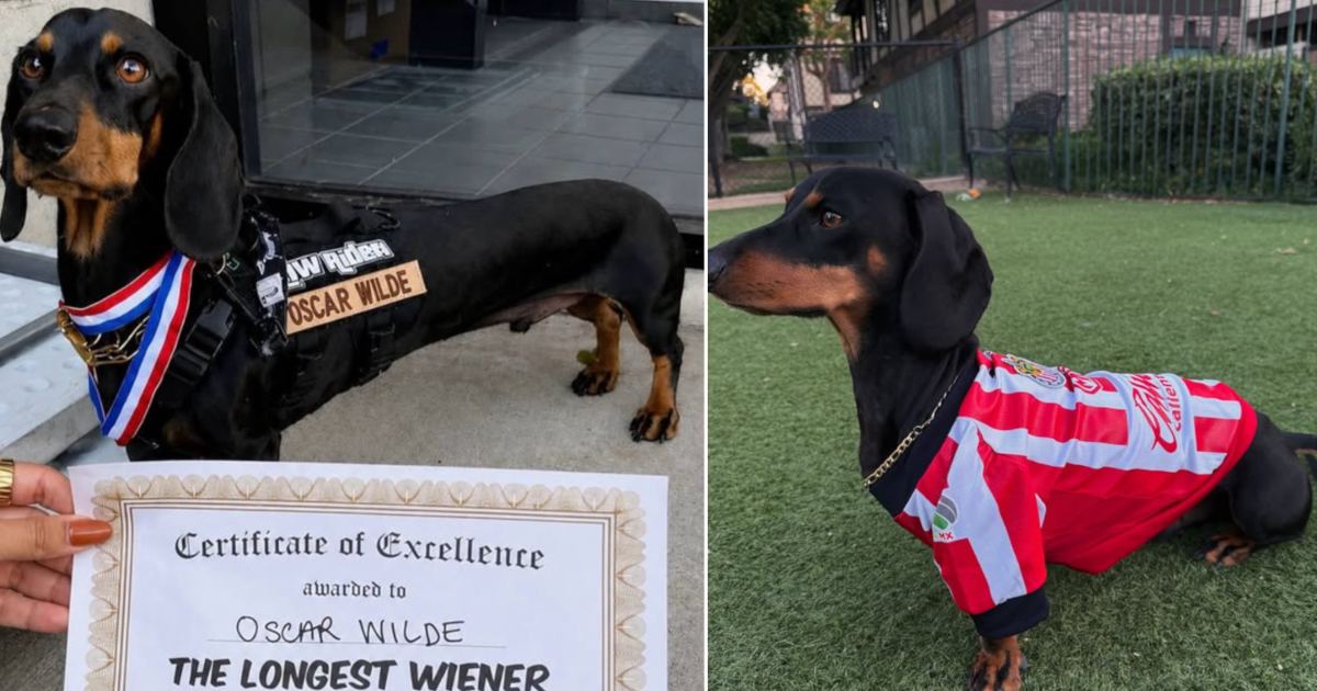 Oscar Wilde, il bassotto da record: 91 centimetri di pura simpatia sui social [+FOTO]
