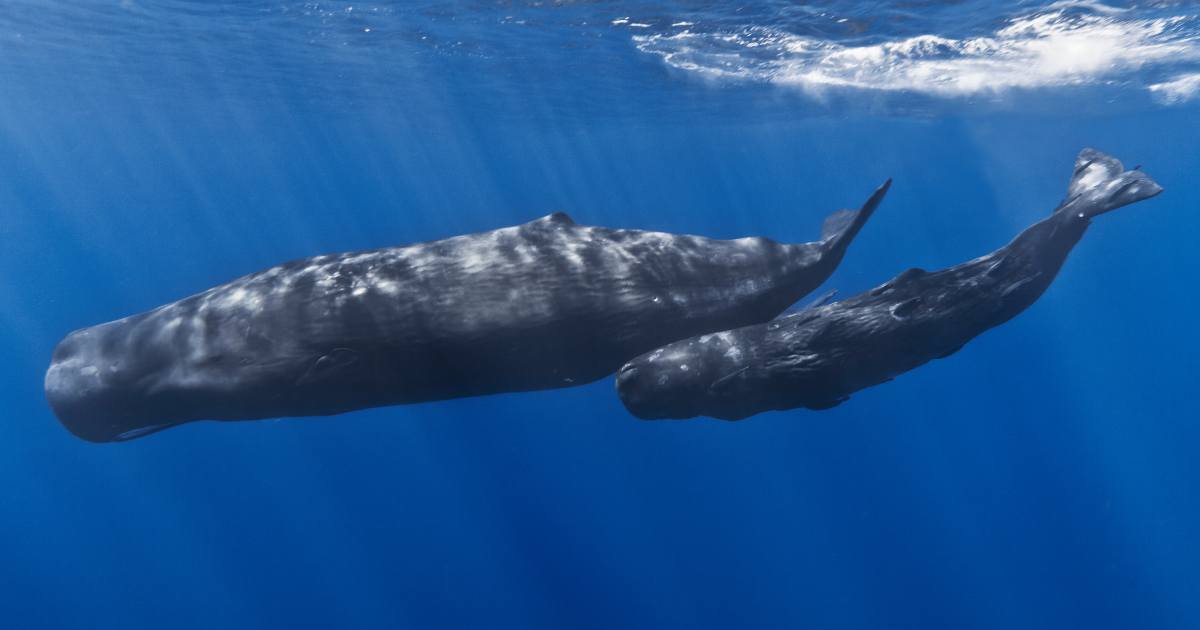 I capodogli del Mediterraneo stanno sviluppando nuovi dialetti e li tramandano di generazione in generazione