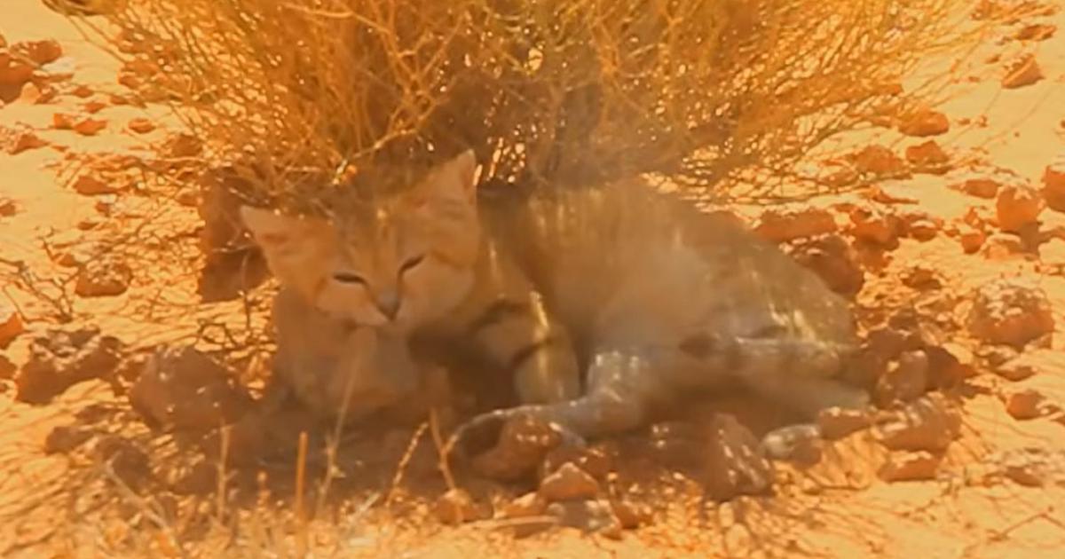Scoperta l’esistenza del gatto delle sabbie in Libia grazie a YouTube: il video che ha zittito gli scettici e fatto la storia