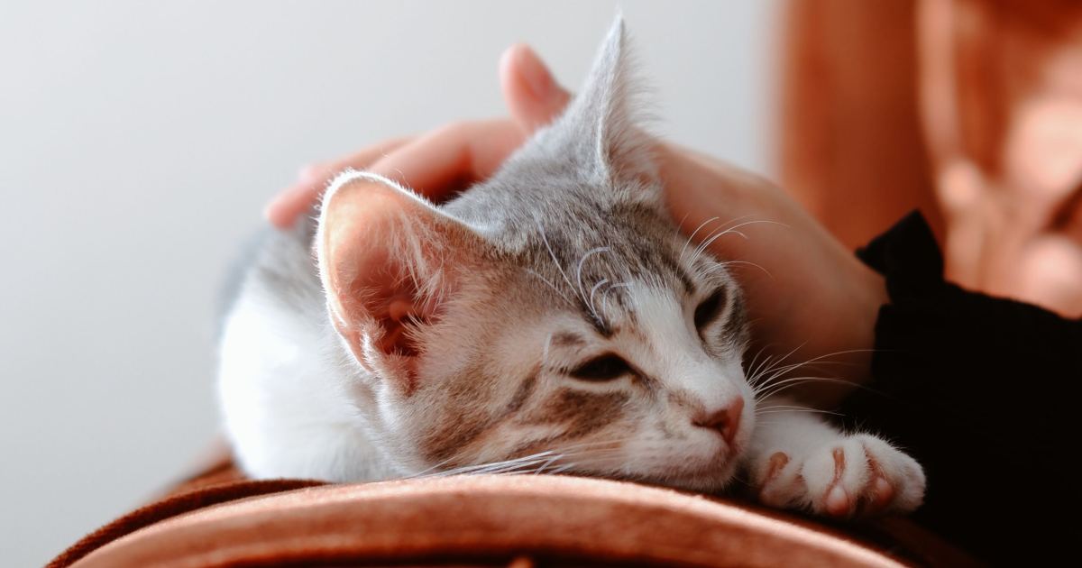 Riflesso di portage nel gatto: perché si immobilizza quando lo prendi per la collottola (ma non dovresti farlo)
