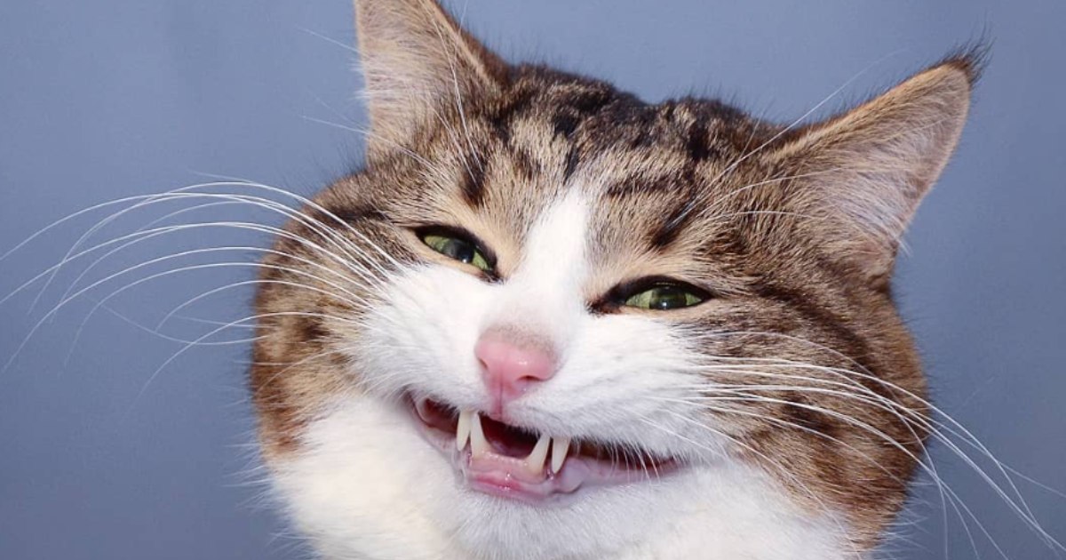 Rexie il gatto emoji vivente: la star del web su due ruote che abbatte i pregiudizi [+FOTO]