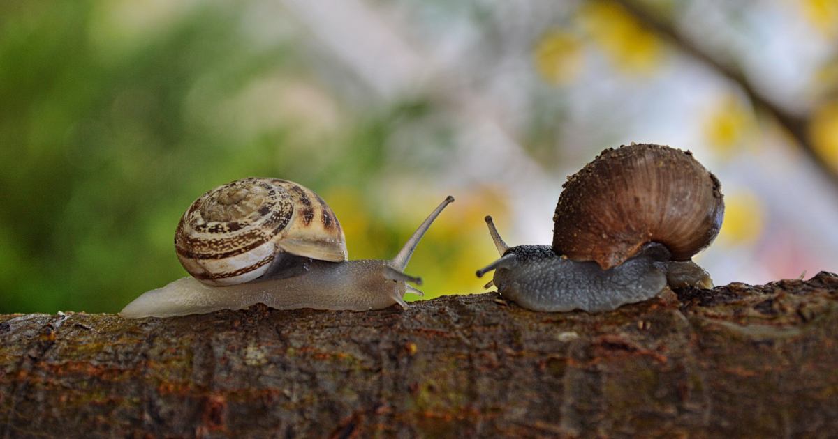Lumache che scompaiono con la pioggia: il mantello dell’invisibilità naturale che ispira la tecnologia