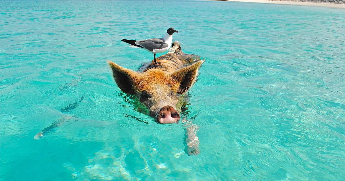 Quest’isola è abitata solo da maiali che fanno il bagno nelle acque cristalline (e accettano spuntini dai turisti)