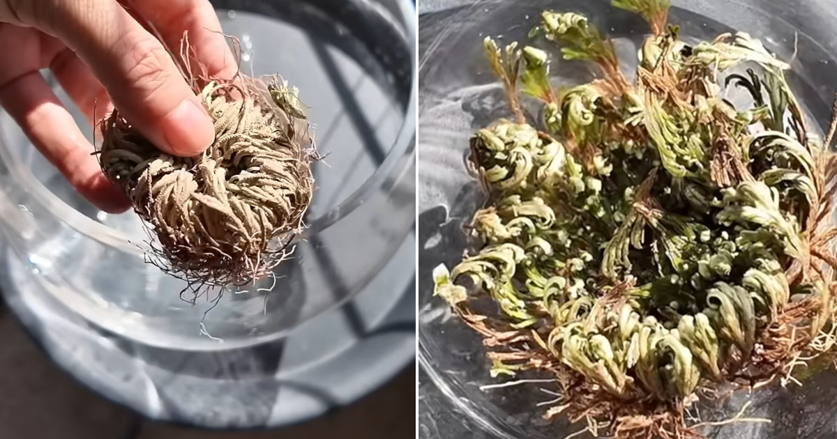 La straordinaria pianta della resurrezione: così la selaginella lepidophylla riesce a riprendere vita con poche gocce d’acqua [+VIDEO]
