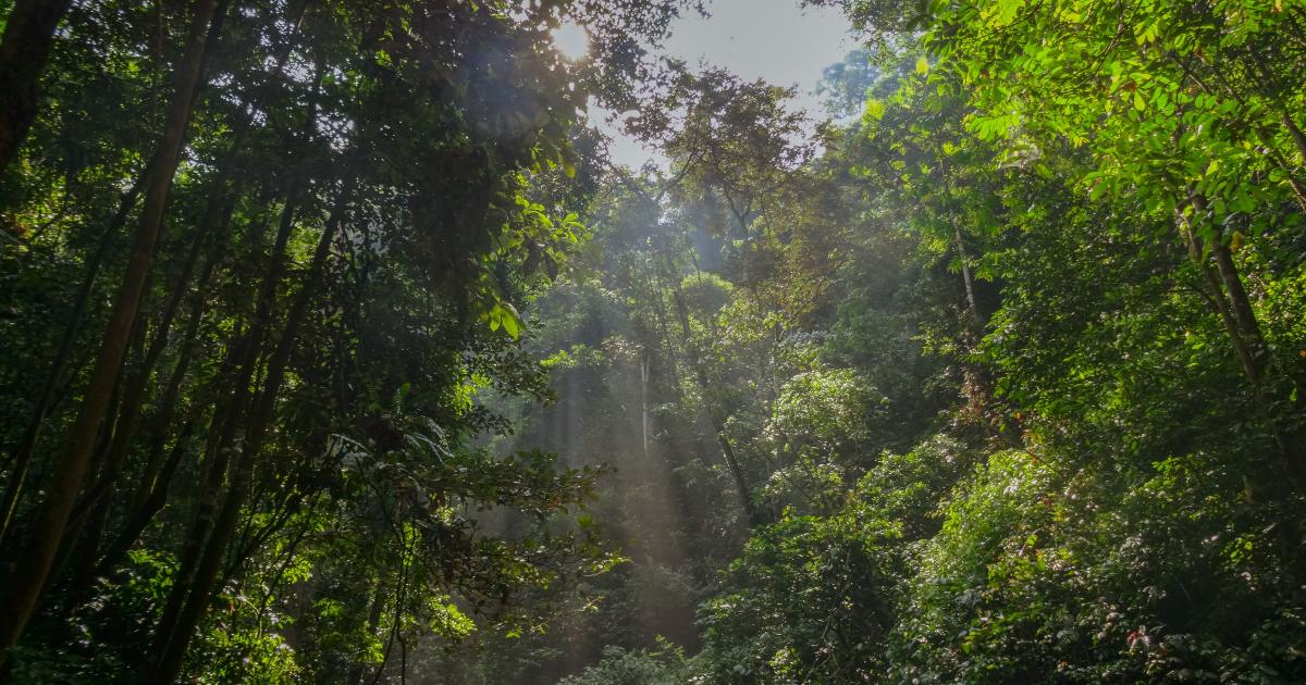 Sopravvive tre anni nella giungla da solo: l’incredibile storia di un indonesiano di 49 anni [+VIDEO]