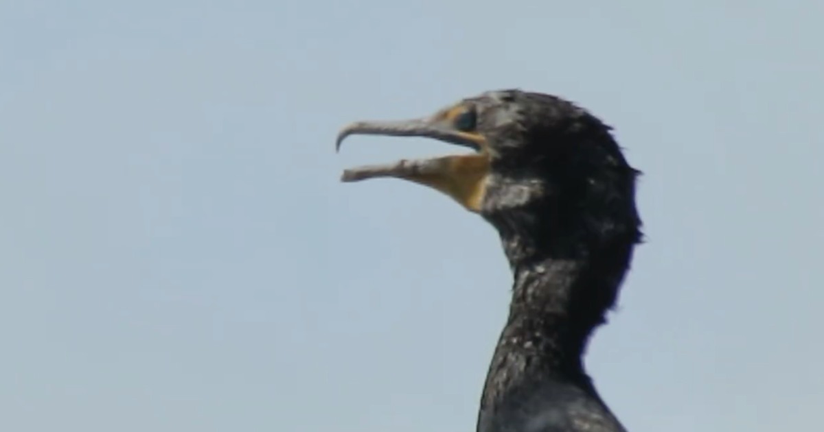 Come fanno gli uccelli a sopravvivere al caldo record? Attivano un “condizionatore” in gola